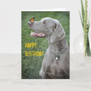 Suche nach weimaraner karten Welpe