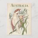 Suche nach australischer vogel postkarten Galah