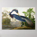 Suche nach audubon poster John james audubon