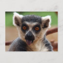 Suche nach lemur postkarten Niedlich
