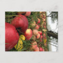 Suche nach apfel fall postkarten Ernte