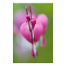 Suche nach blutendes herz poster Pink