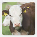 Suche nach identität aufkleber Deutschland