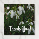 Suche nach galanthus Blume