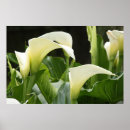 Suche nach weißer calla poster Lilien