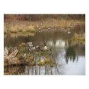 Suche nach kanada gans poster Gänse