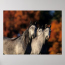 Suche nach drei pferde poster Arab