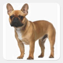 Suche nach french bulldog aufkleber Welpe