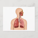 Suche nach menschliche anatomie postkarten Gesund