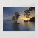 Suche nach mangroven postkarten International