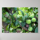 Suche nach pflaume poster Obst