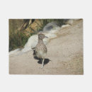 Suche nach roadrunner Wild lebende tiere
