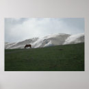 Suche nach lassen sie weiden poster Pferd
