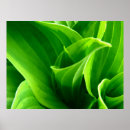 Suche nach hosta poster Mit blumen