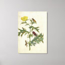 Suche nach maria sibylla merian poster Leben
