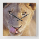 Suche nach lions wanduhren Safari