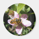 Suche nach bienenmagnet Blume