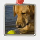 Suche nach tierkopf ornamente Hund