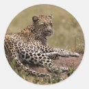 Suche nach pardus aufkleber Fleischfresser