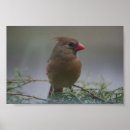 Suche nach rote vögel poster Winter