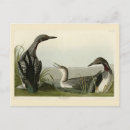 Suche nach audubon postkarten Vogelvogel