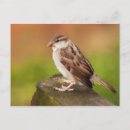Suche nach spatz postkarten Foto