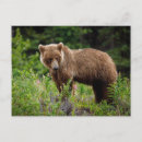 Suche nach grizzly postkarten Alaska