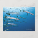 Suche nach der barracuda poster Unterwasser