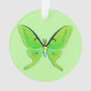 Suche nach motte ornamente Grün