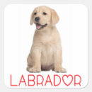 Suche nach gelbes labrador retriever aufkleber Welpe