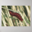 Suche nach roter schmetterling poster Insekt