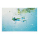 Suche nach blauer frosch poster Natur