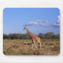 Suche nach retikulierte giraffe Afrika
