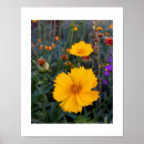 Suche nach cosmos poster Blumen