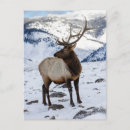 Suche nach yellowstone park postkarten Wyoming