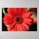 Suche nach roter gerbera poster Rote blume