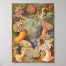 Suche nach actiniae poster Meer