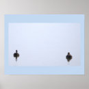 Suche nach enten poster Fotografie