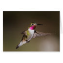 Suche nach meerschweinchen postkarten Natur