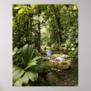 Suche nach regenwald poster Pflanze