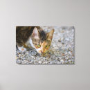 Suche nach tierliebe Katze