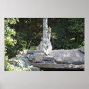 Suche nach timberwolf poster Tier