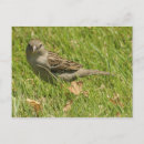 Suche nach spatz postkarten Natur