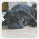 Suche nach pug aufkleber Welpe