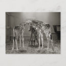 Suche nach vintage giraffe poster Geschichte