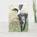 Suche nach brauner labrador karten Haustier