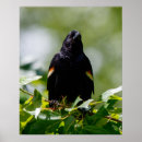 Suche nach schwarzer vogel poster Grün