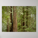 Suche nach muir Wald