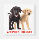 Suche nach labrador welpe magnete Welpen