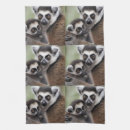 Suche nach lemur wohnen zuhause Primat